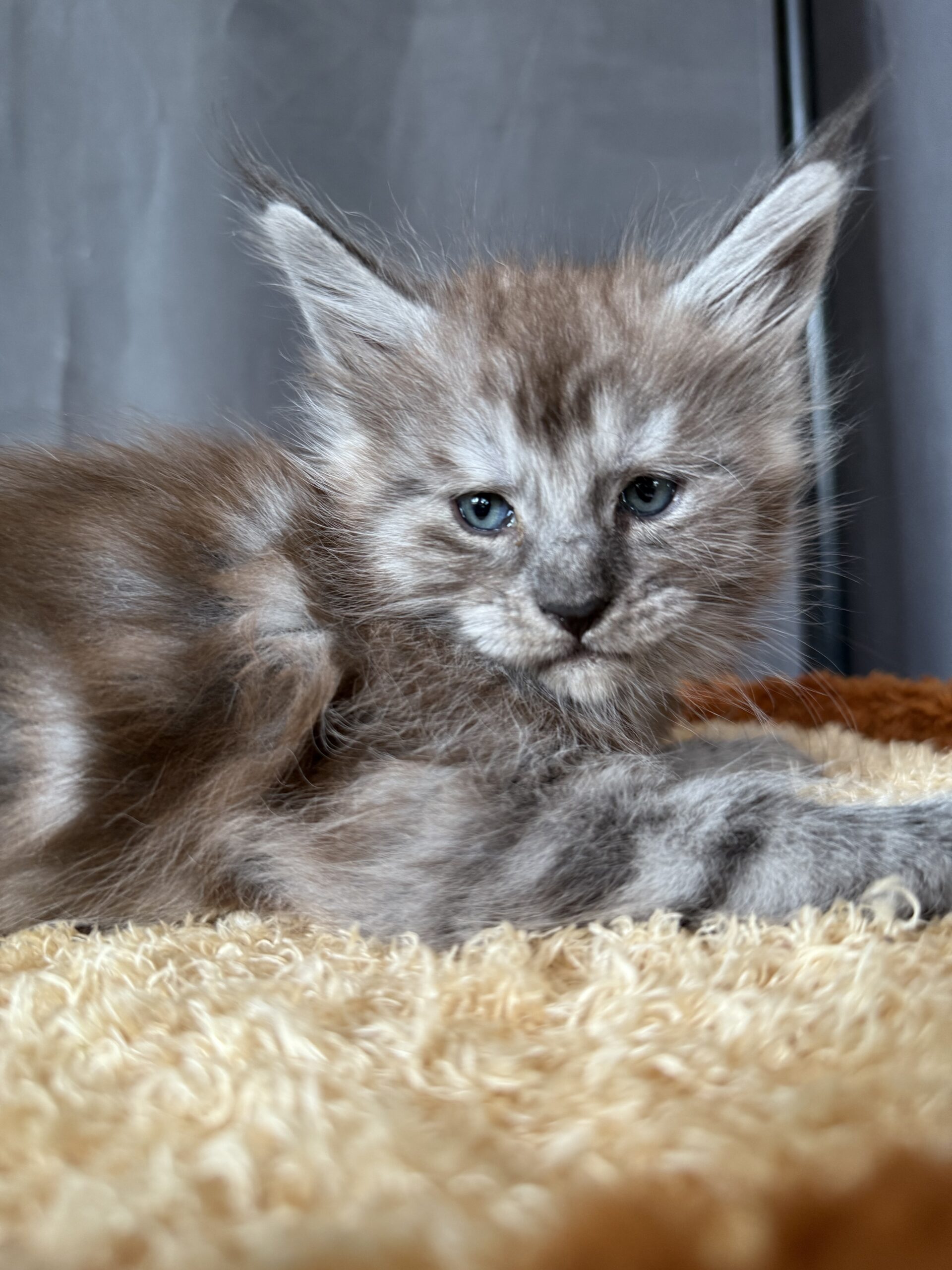 Cat 1