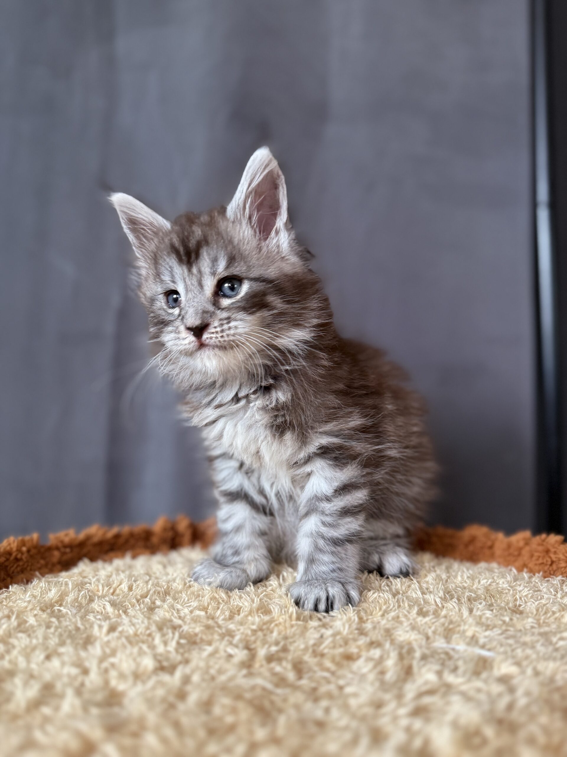 Cat 1