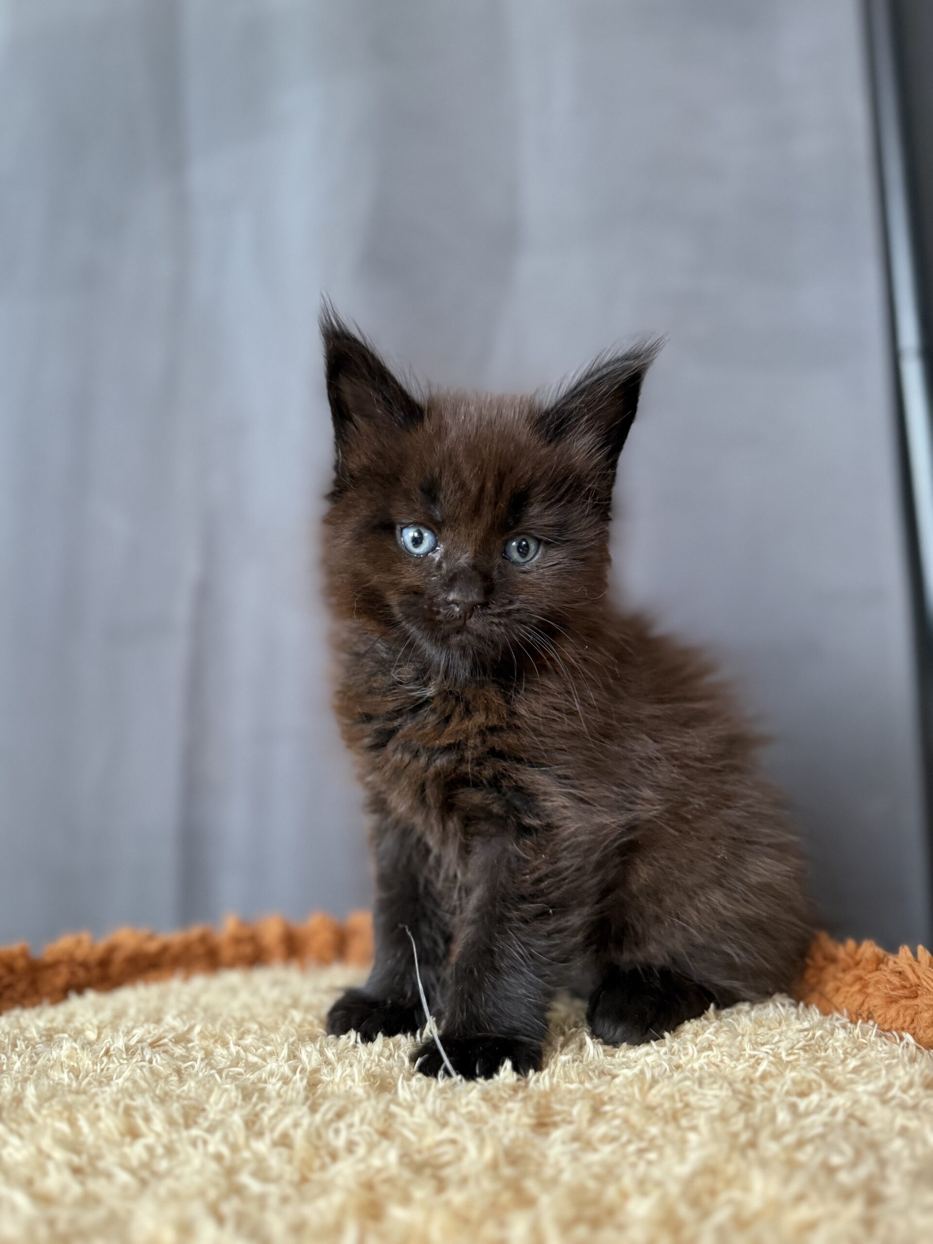 Cat 1