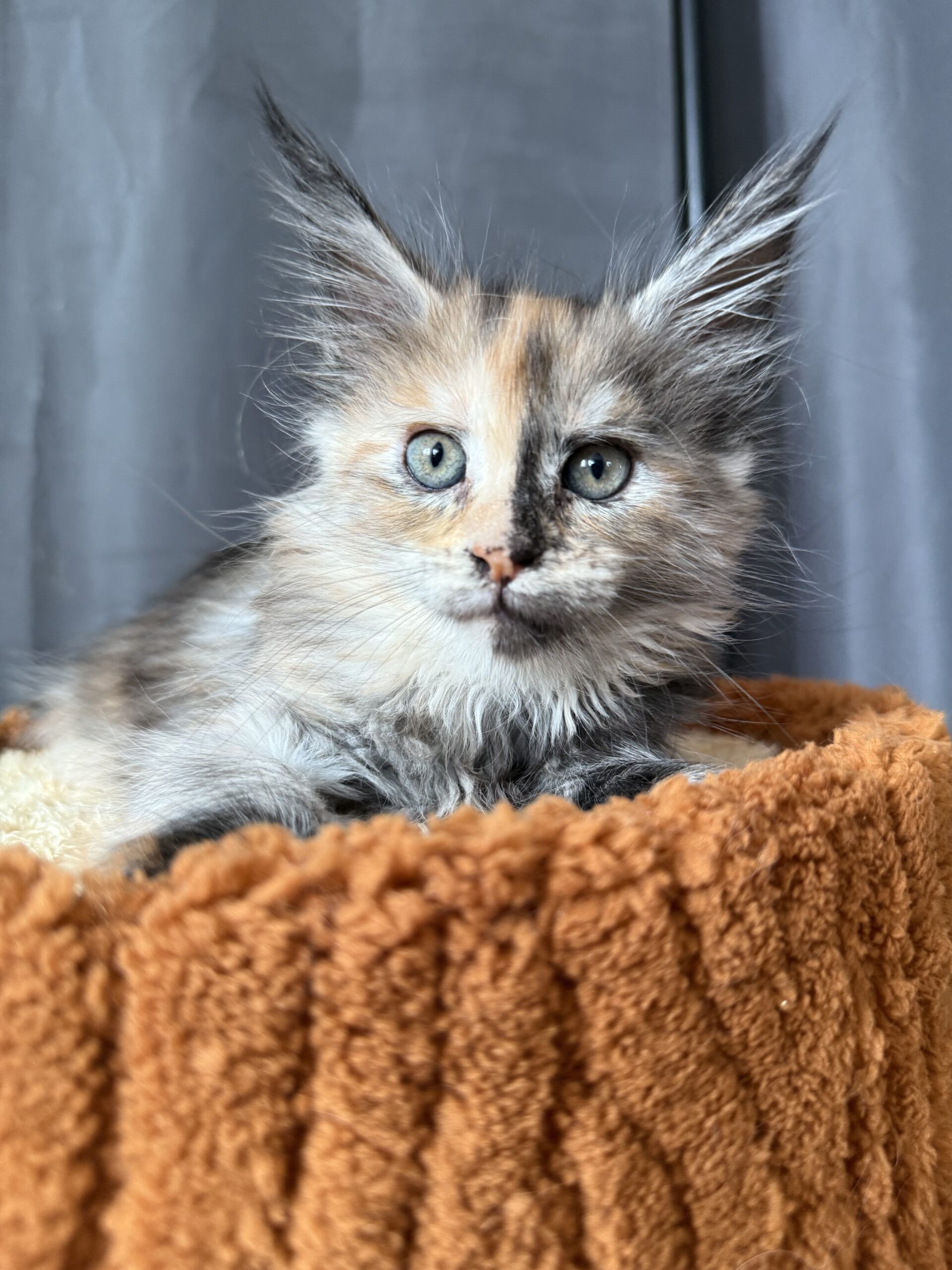Cat 1