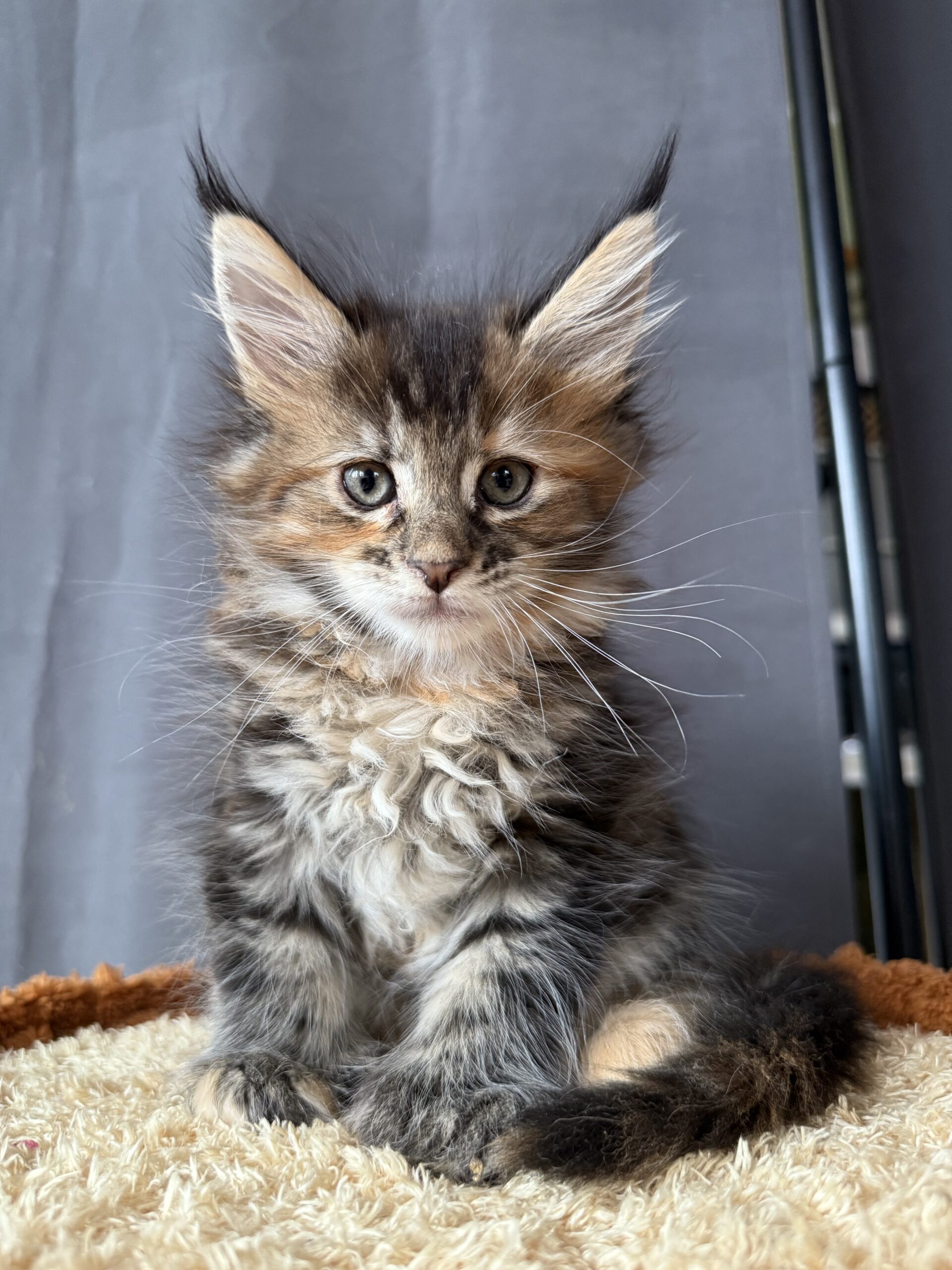 Cat 1