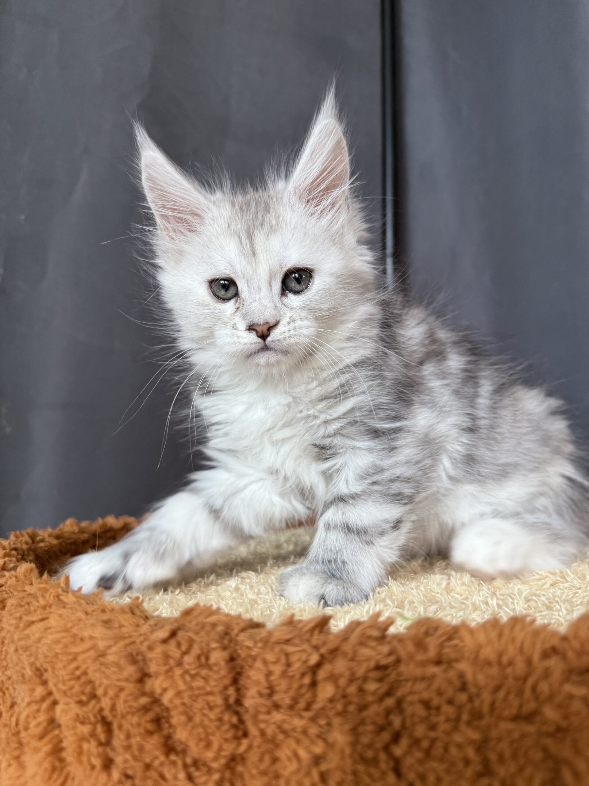 Cat 1